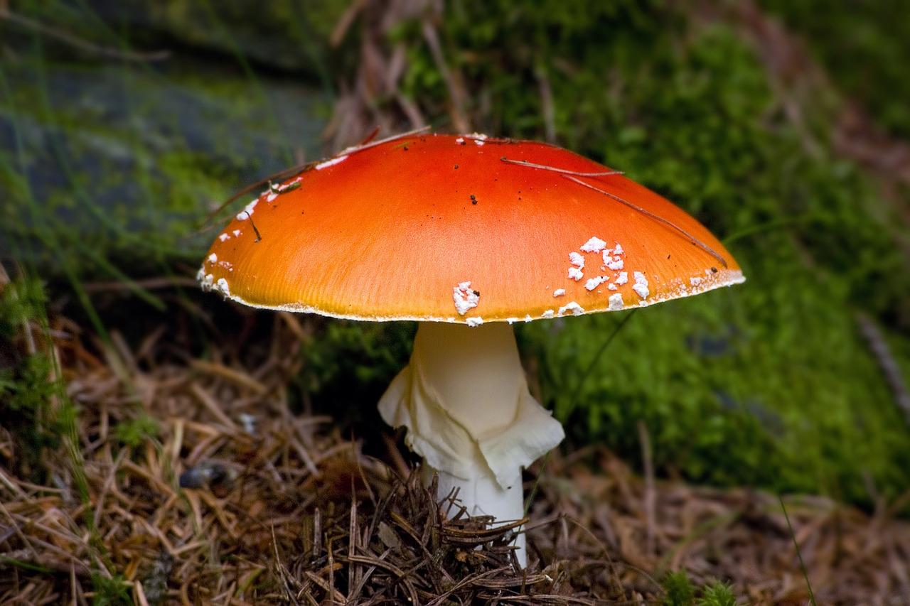 amanita muscaria gummies effects