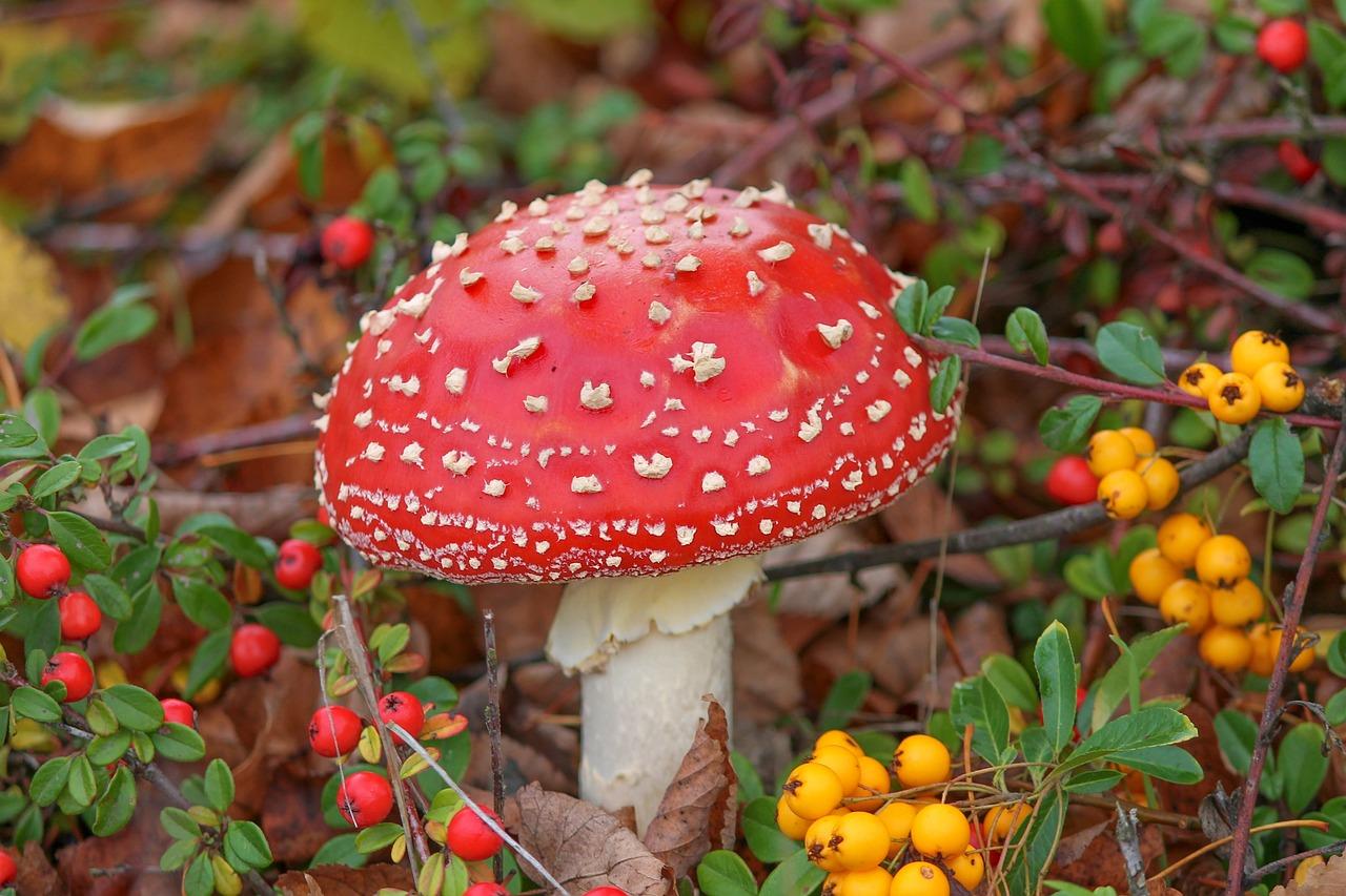 amanita muscaria gummies effects