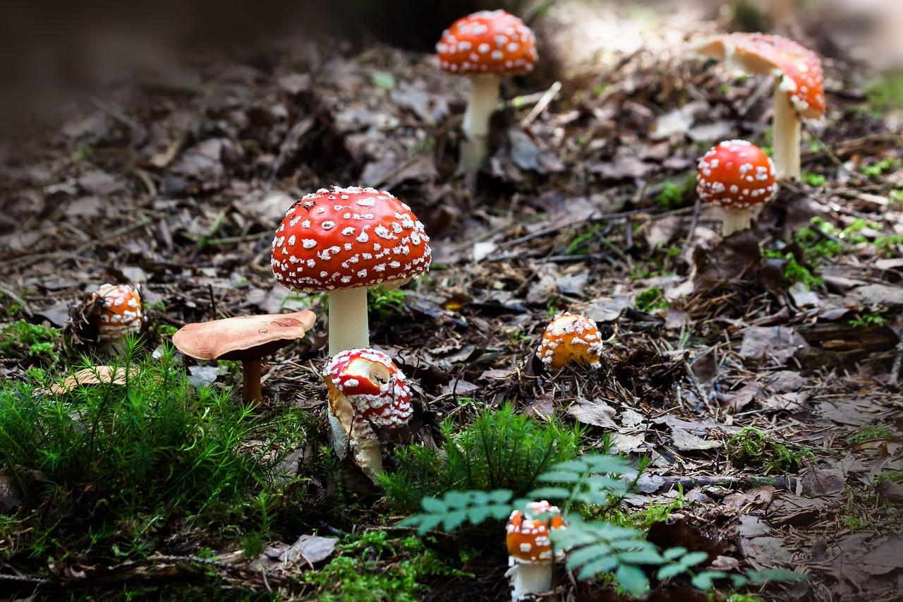 amanita muscaria gummies effects