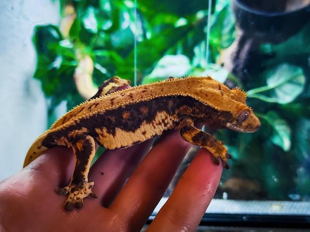 flame crested gecko