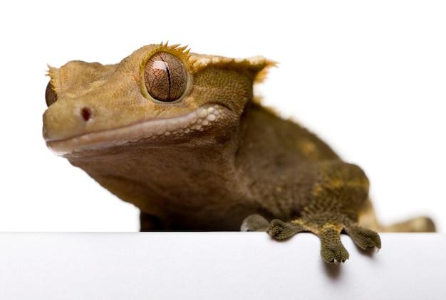 flame crested gecko