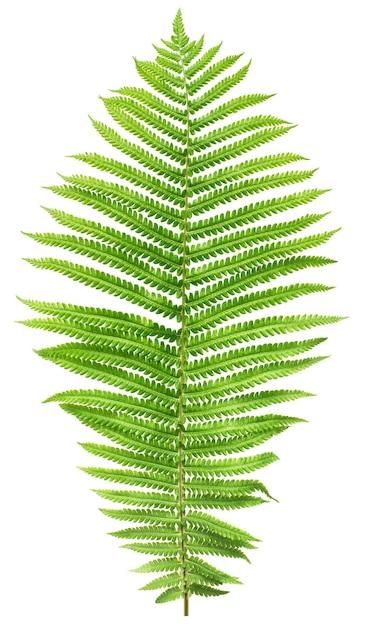 flat fern