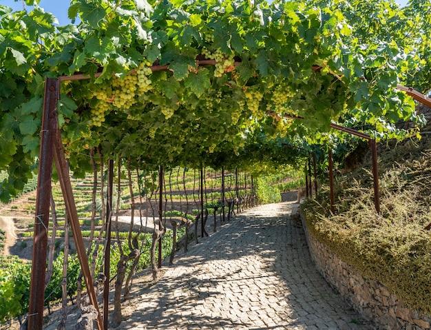 grape stomping douro valley