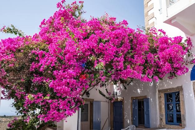 greek flowers