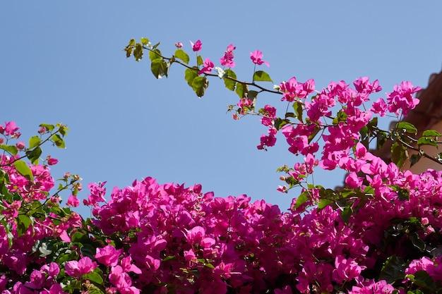 greek flowers