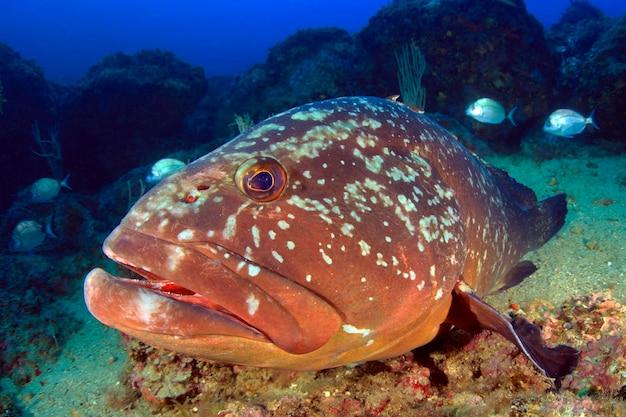 grouper strawberry