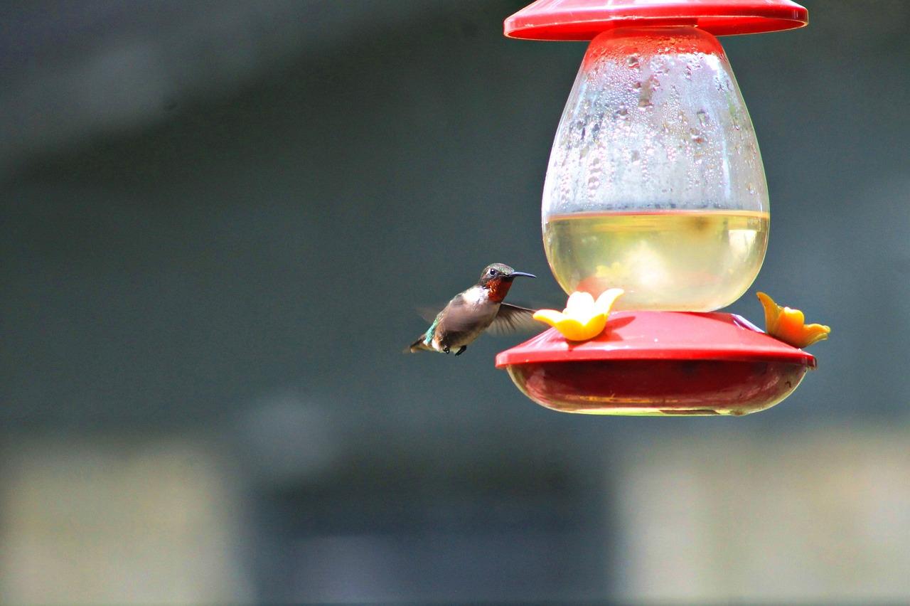 heated hummingbird feeder