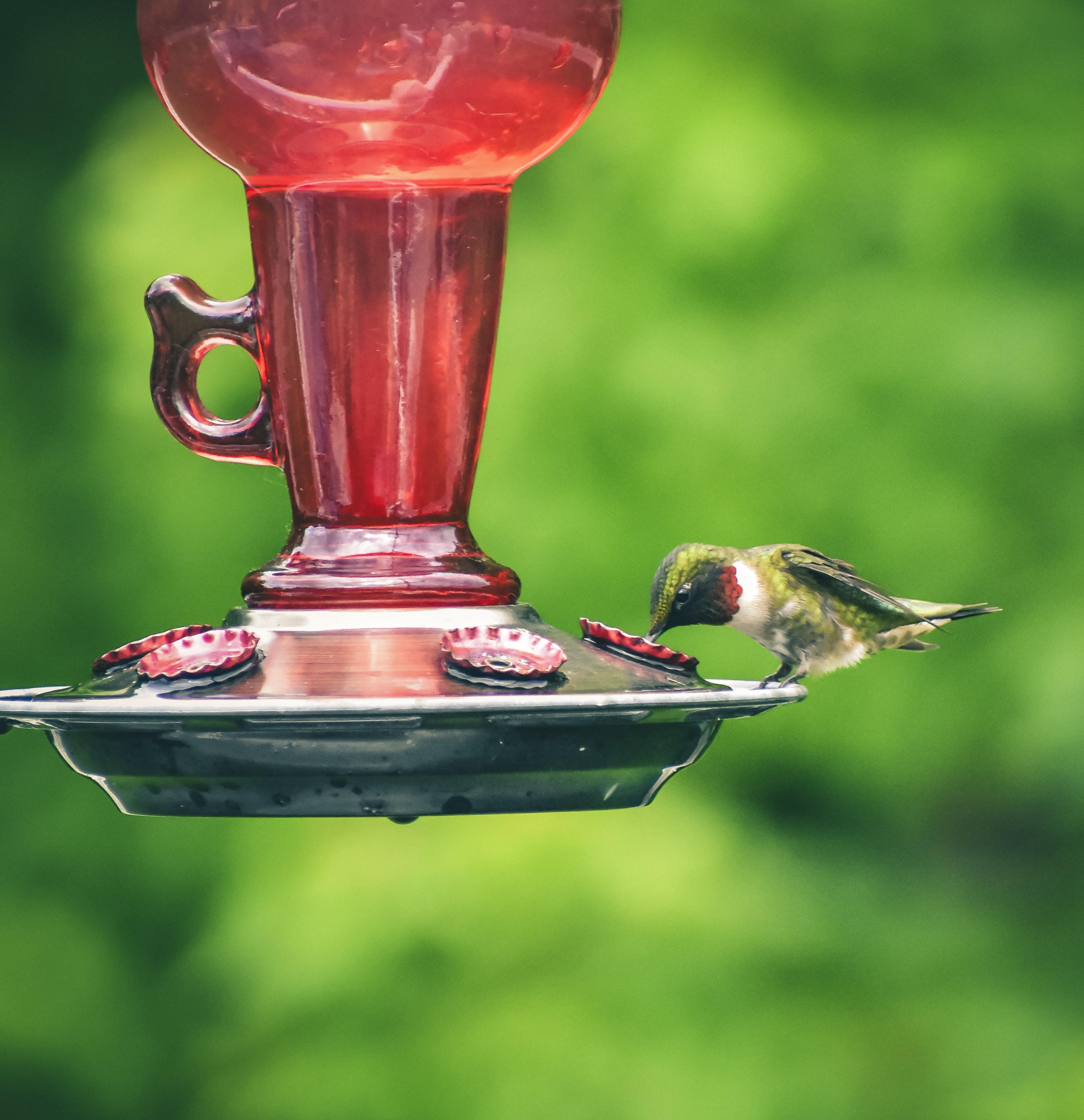 heated hummingbird feeder