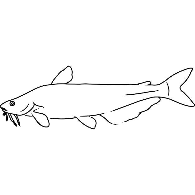 draw a catfish