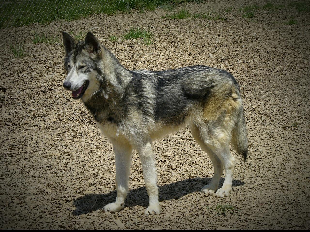 husky coyote mix