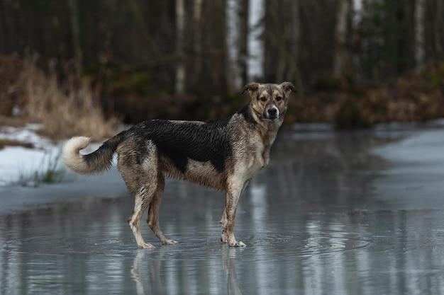 husky coyote mix