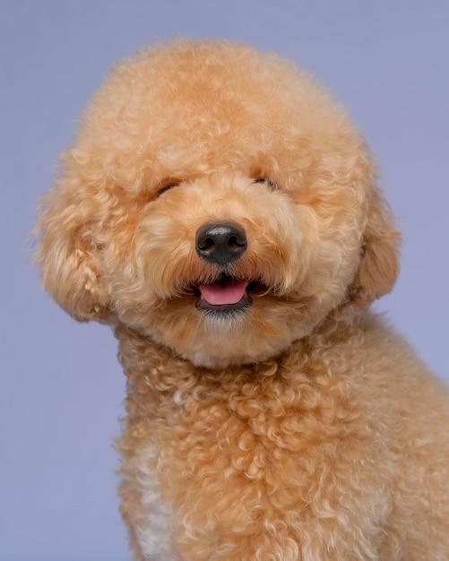 cream goldendoodle