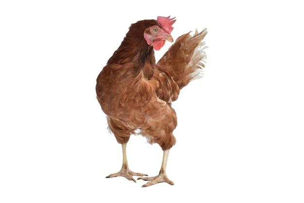 chicken a mammal