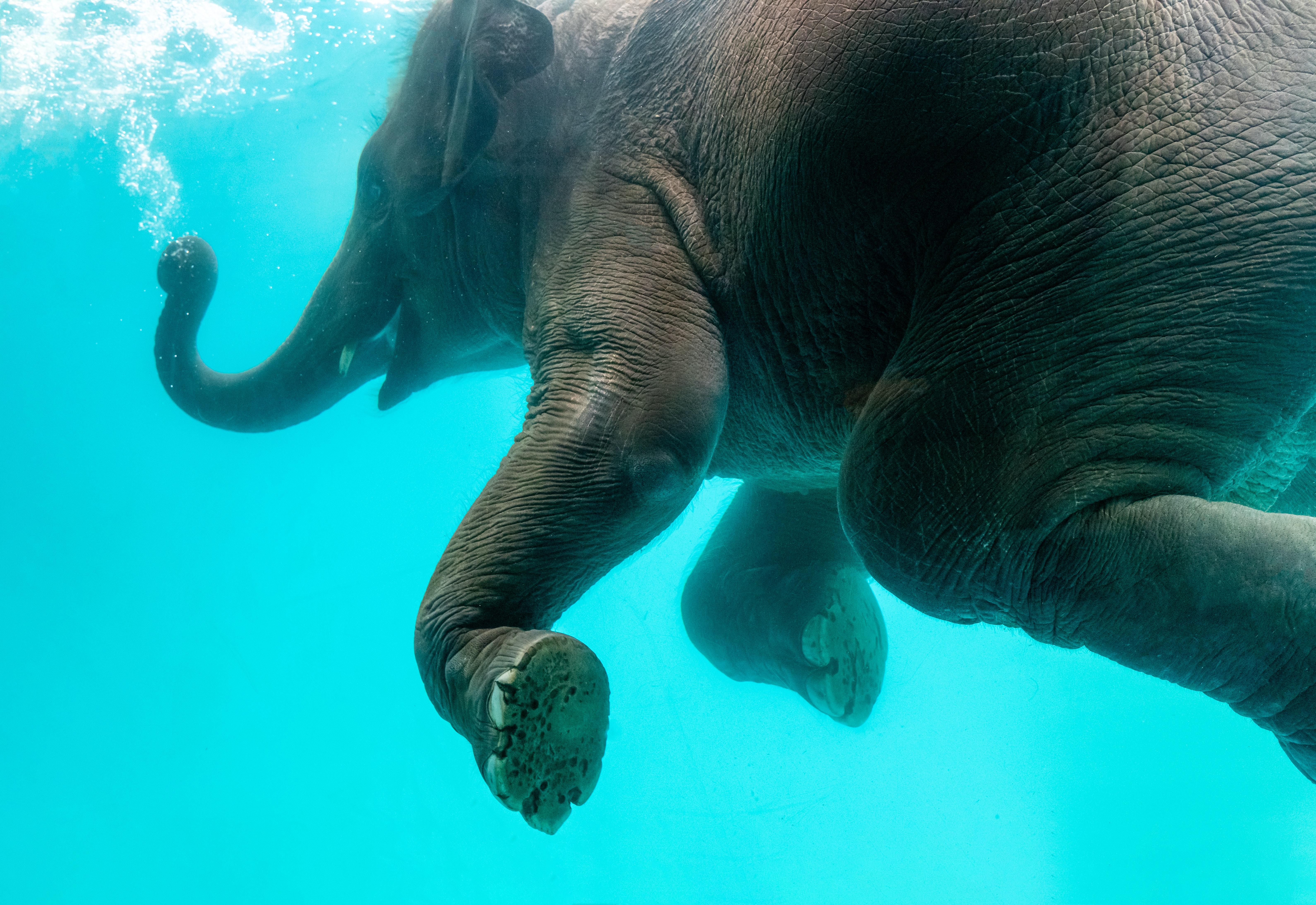 elephant at the bottom of lake tahoe