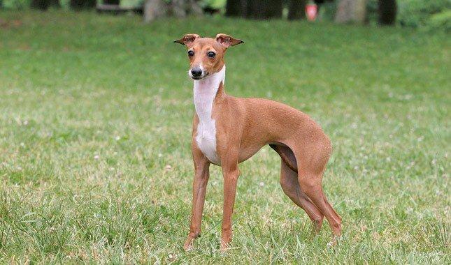 italian greyhound mix chihuahua