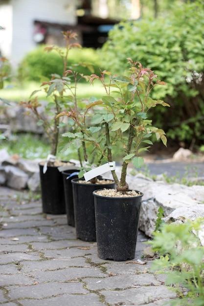 japanese maple fertilizer