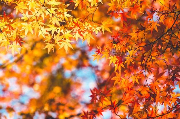 japanese maple fertilizer