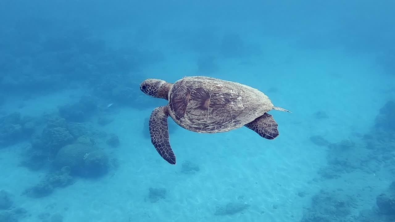 japanese turtle