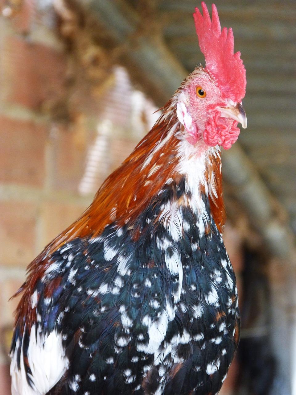 kikiriki chicken