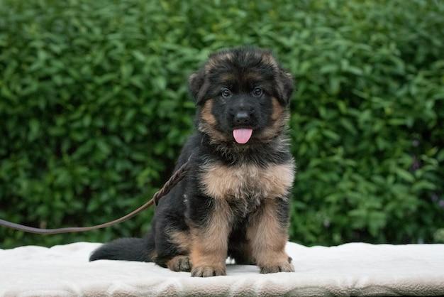 long haired german shepherd puppies