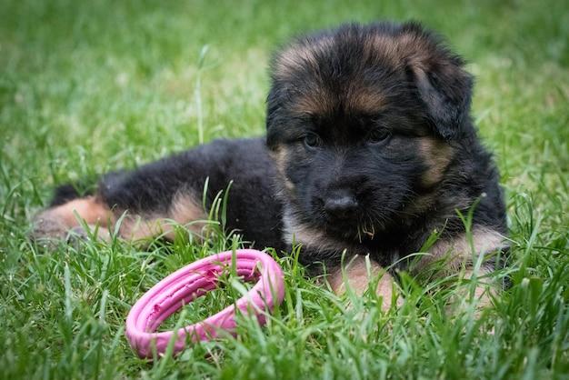 long haired german shepherd puppies