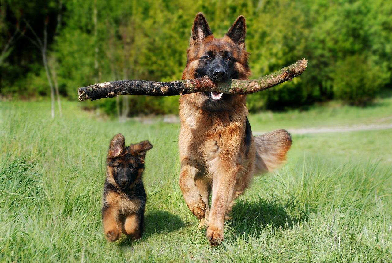 long haired german shepherd puppies