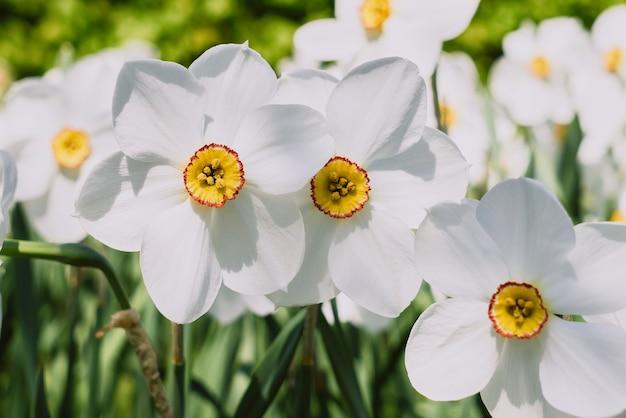 white daffodil