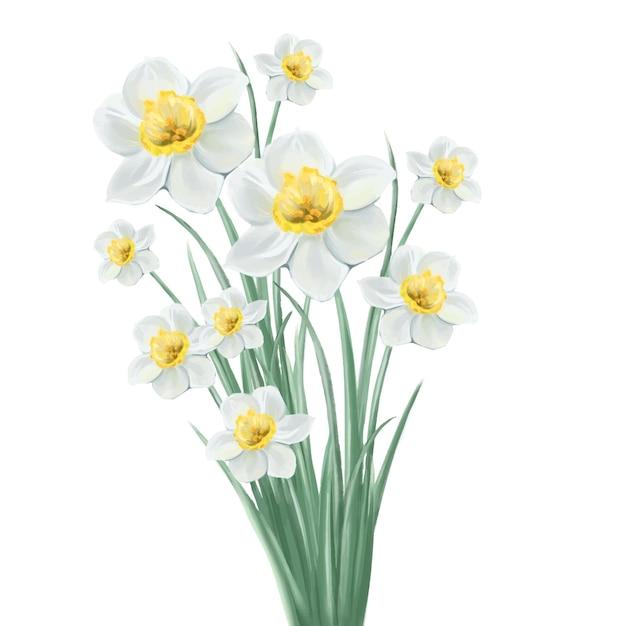 white daffodil