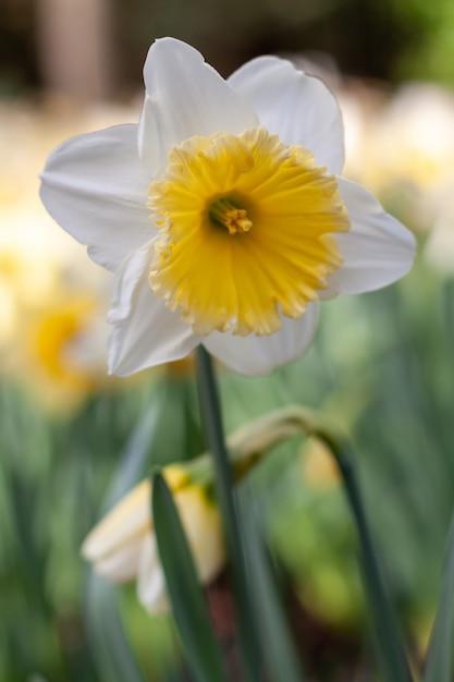 white daffodil