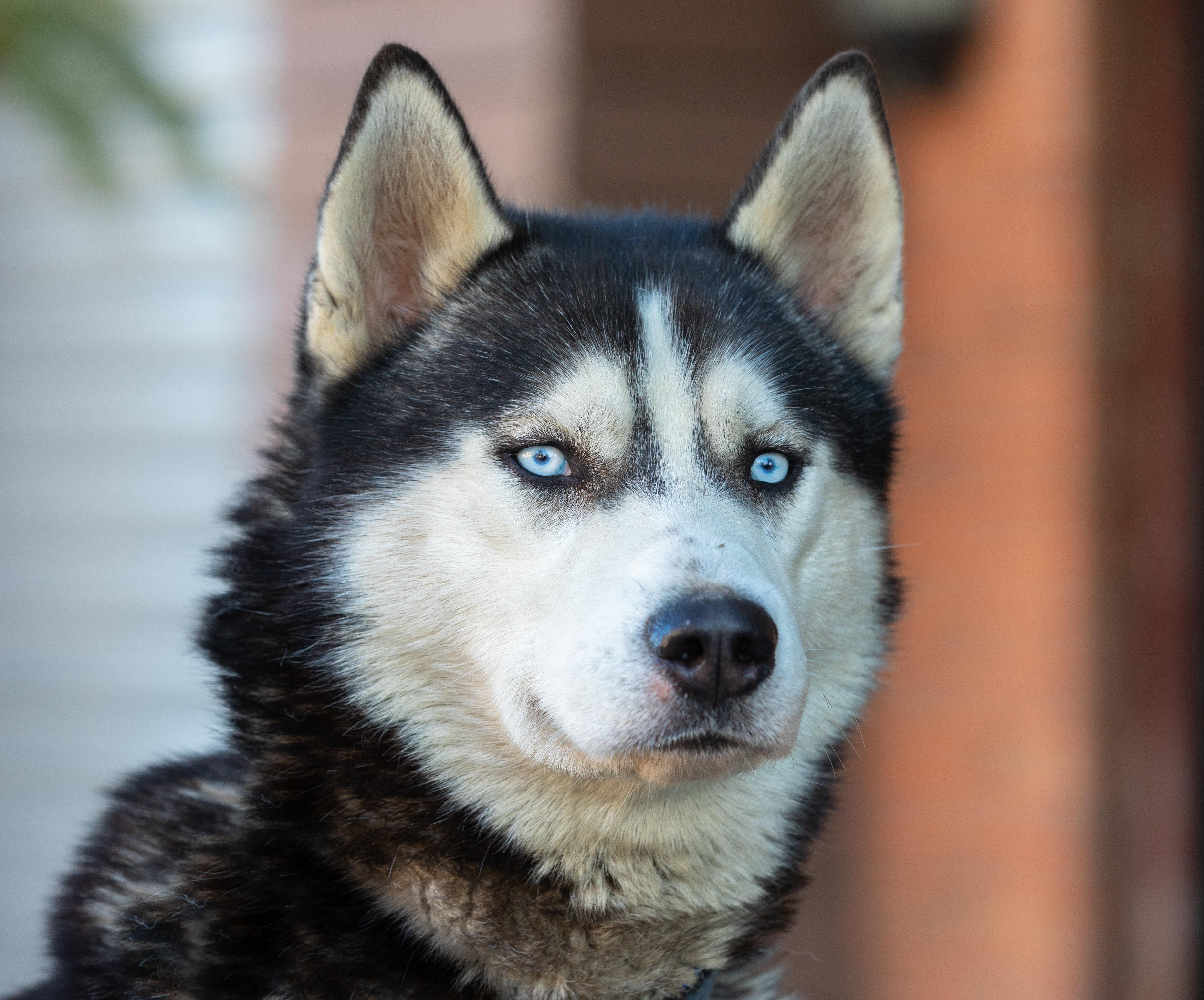 mackenzie river husky