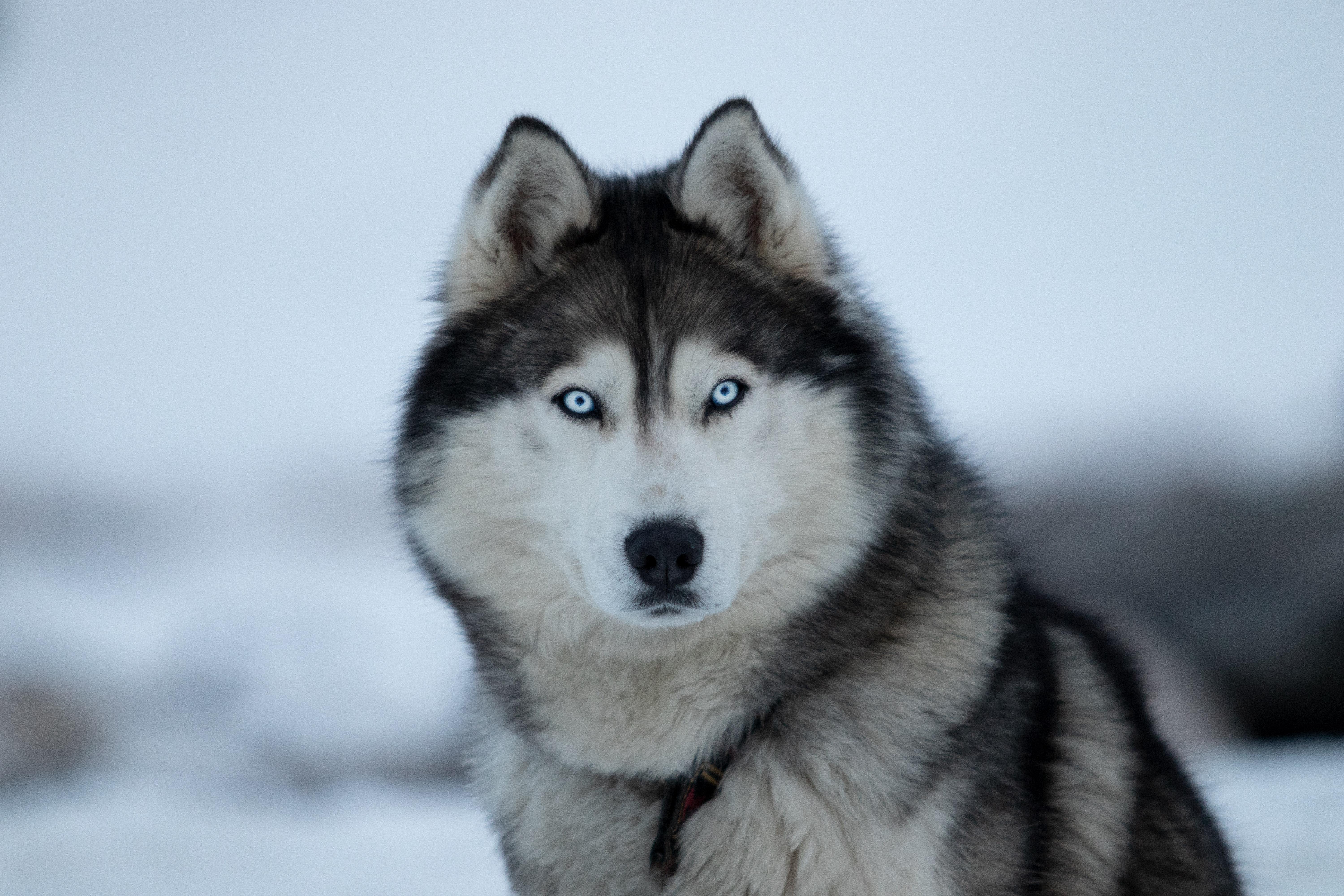 mackenzie river husky