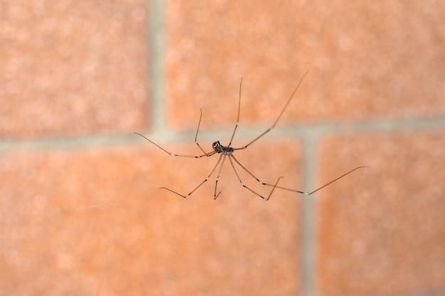 marbled cellar spider