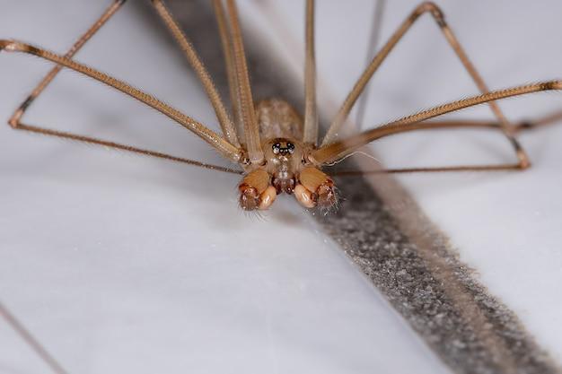 marbled cellar spider