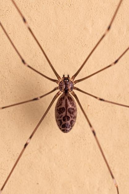 marbled cellar spider