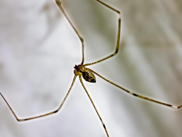 marbled cellar spider