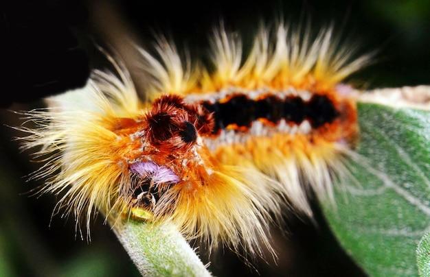 lobster moth caterpillar