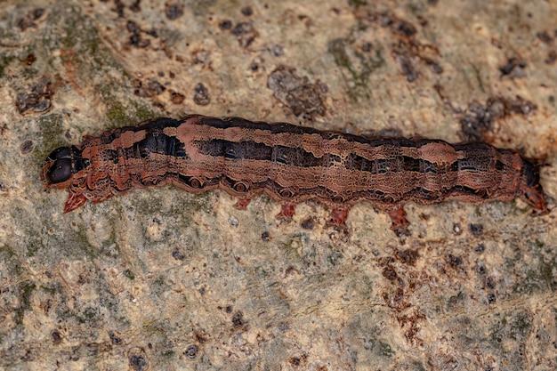 lobster moth caterpillar