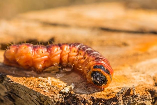 lobster moth caterpillar