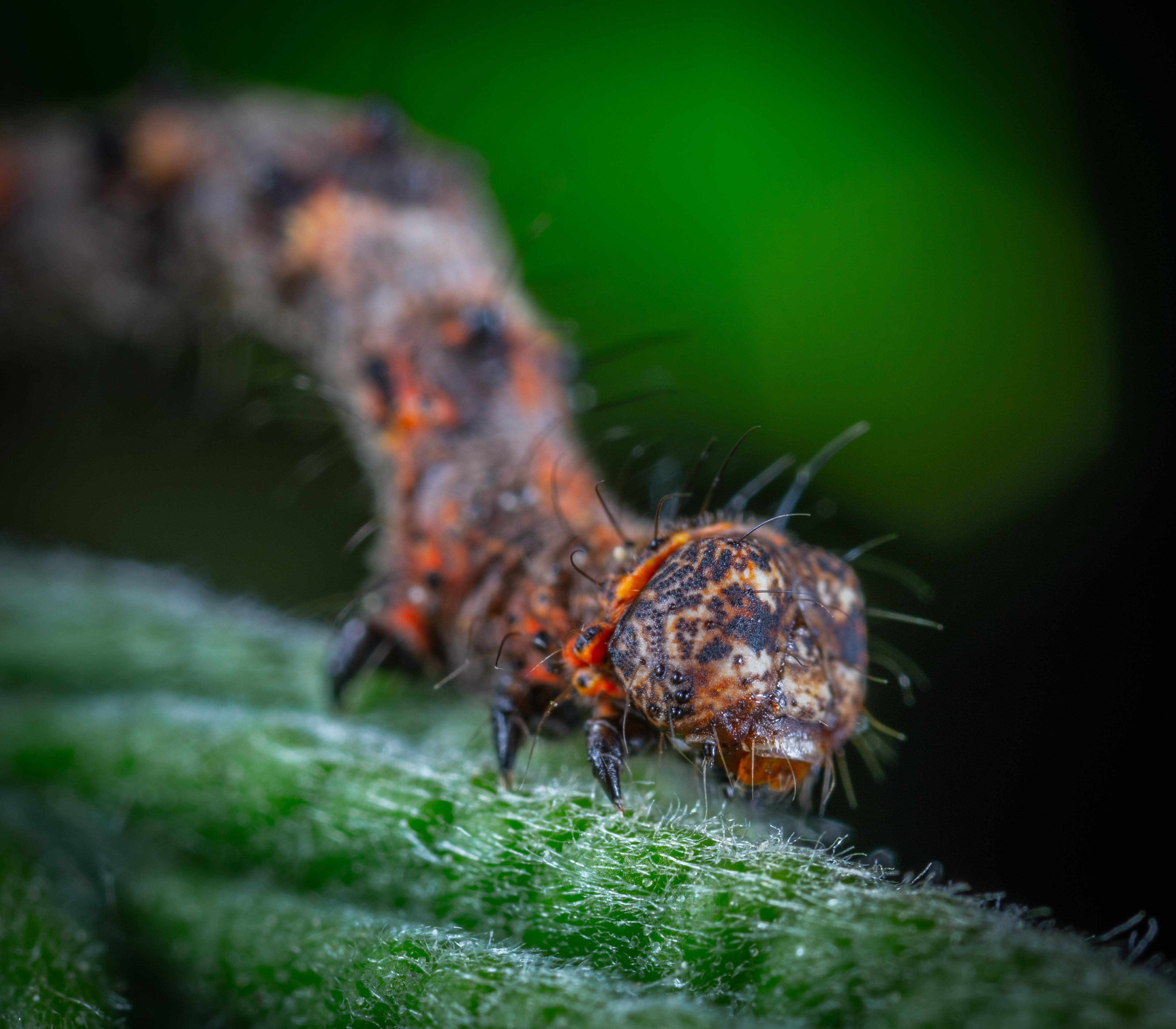 lobster moth caterpillar