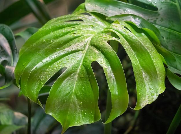 monstera lechleriana