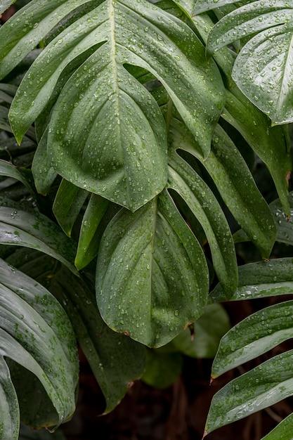 monstera lechleriana