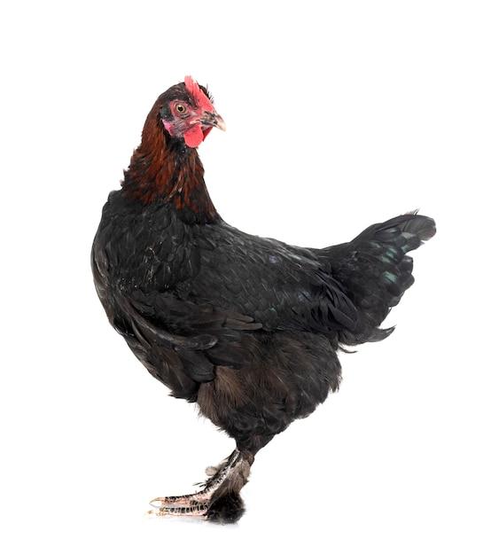 mystic maran chicken