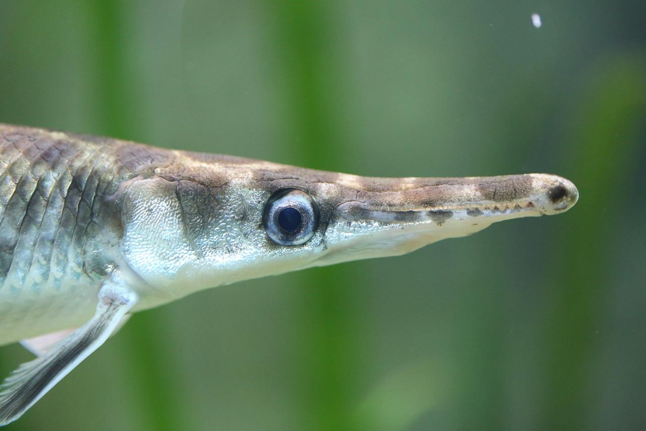 needle nose gar