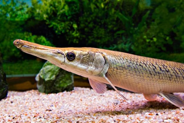 needle nose gar