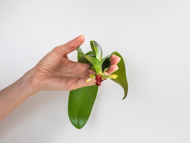 orchids seedlings