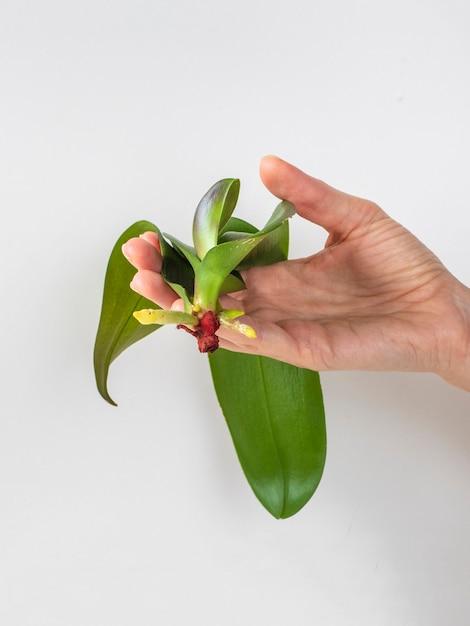 orchids seedlings