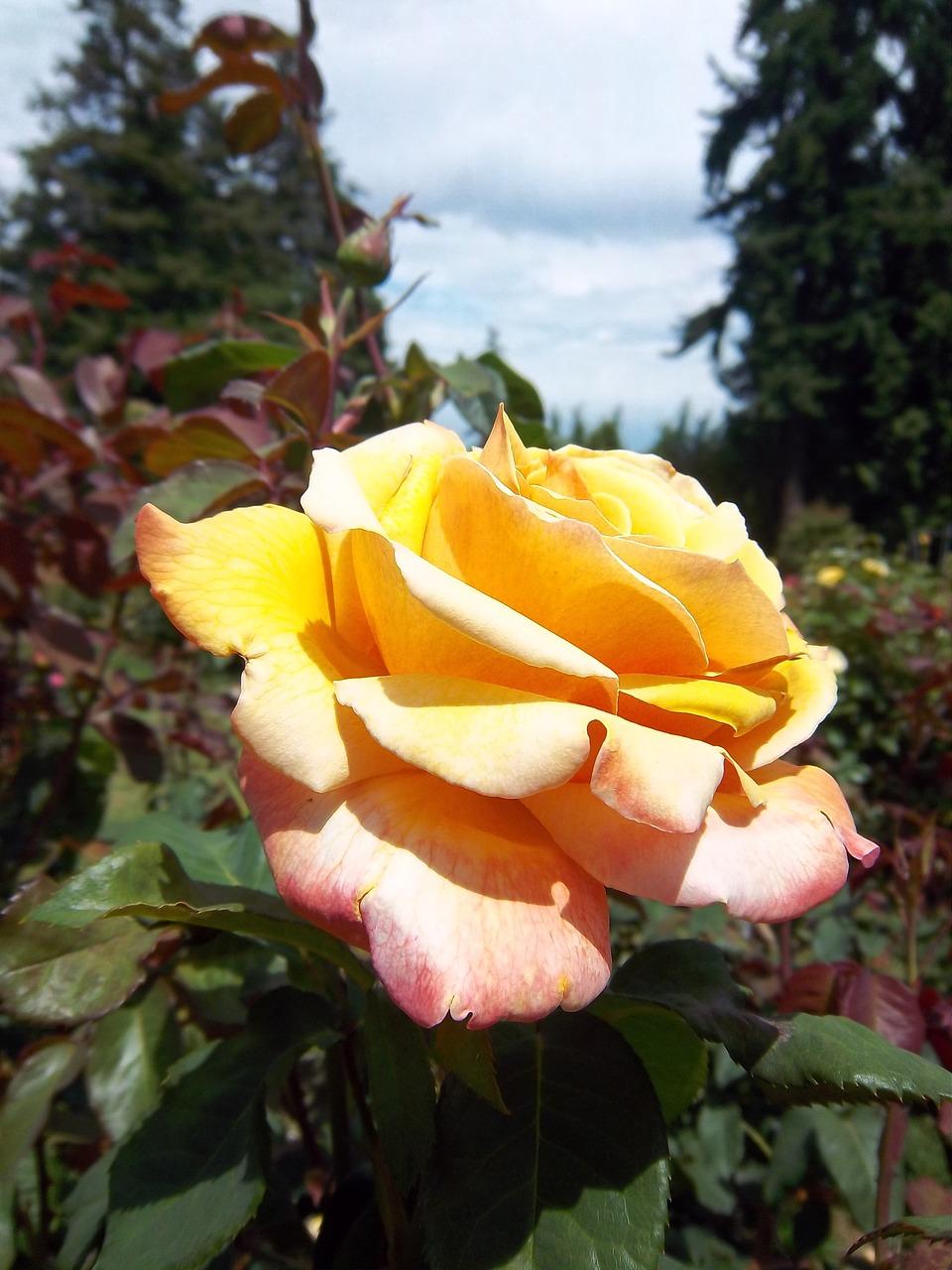 oregon rose