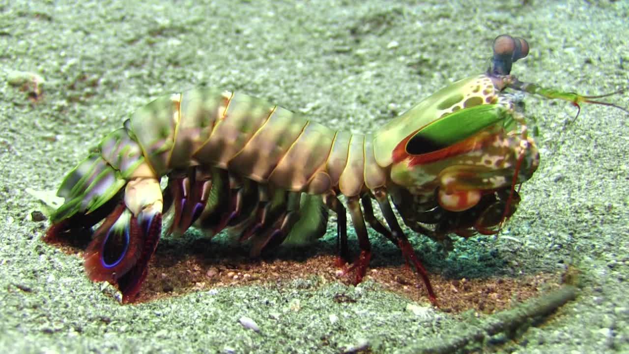 peacock mantis shrimp for sale