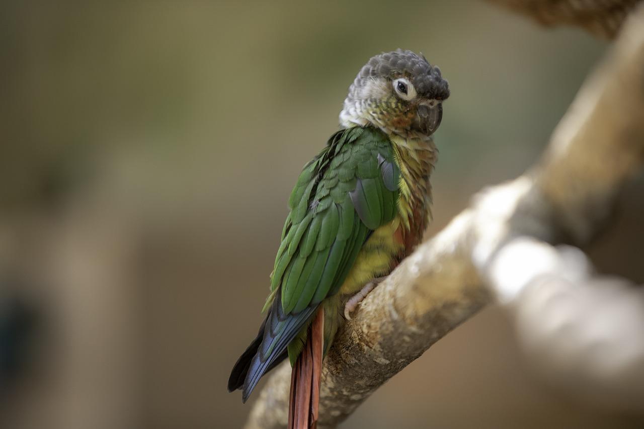 pineapple green cheek conure