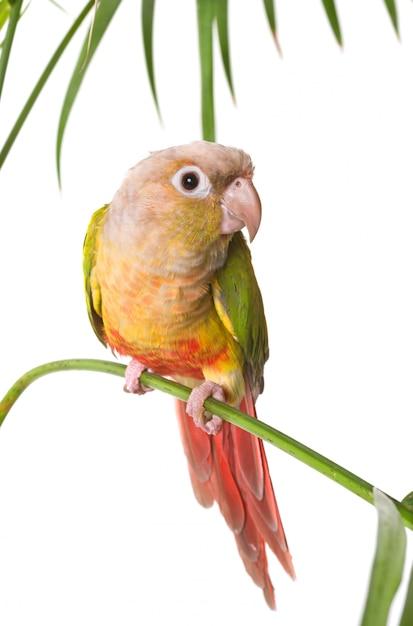 pineapple green cheek conure